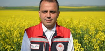 Edirne'de yaz kuraklığının görüldüğü bölgelerde kanola alternatif ürün oldu
