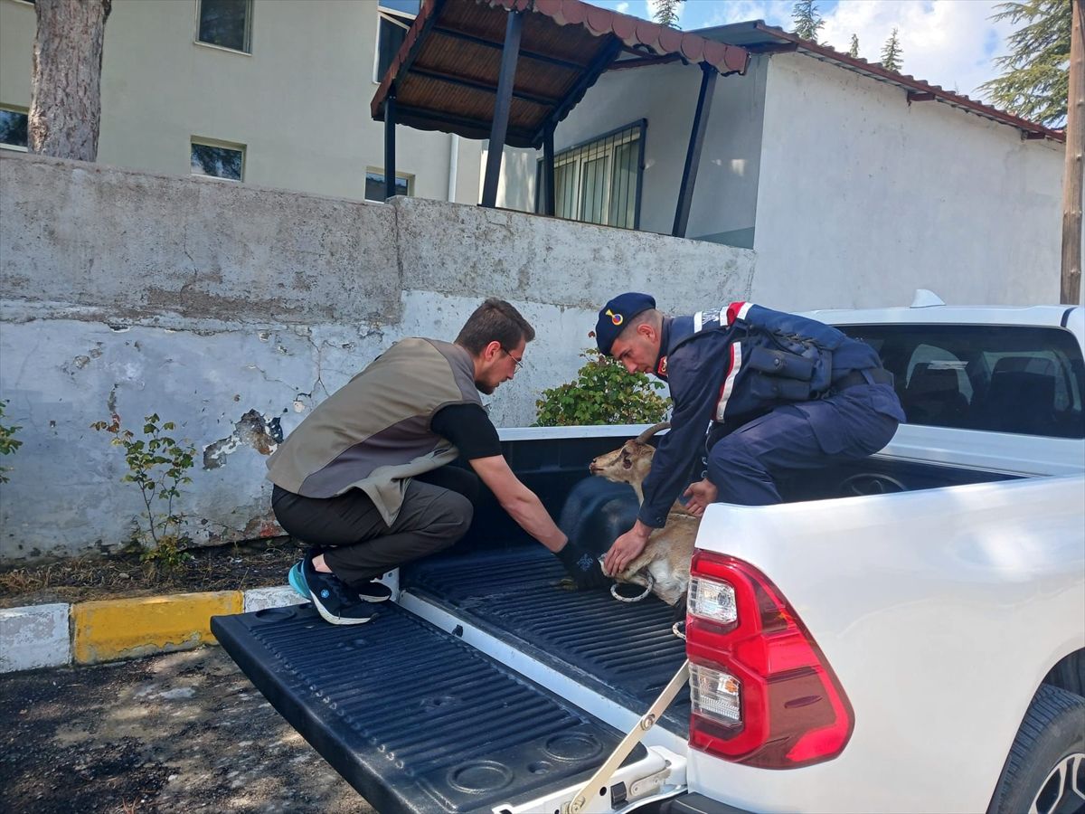 Elazığ'da yaralı bulunan dağ keçisi tedaviye alındı