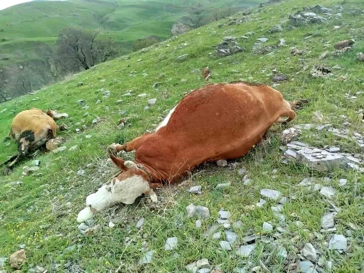 Elazığ'da yıldırımın çarptığı inekler telef oldu