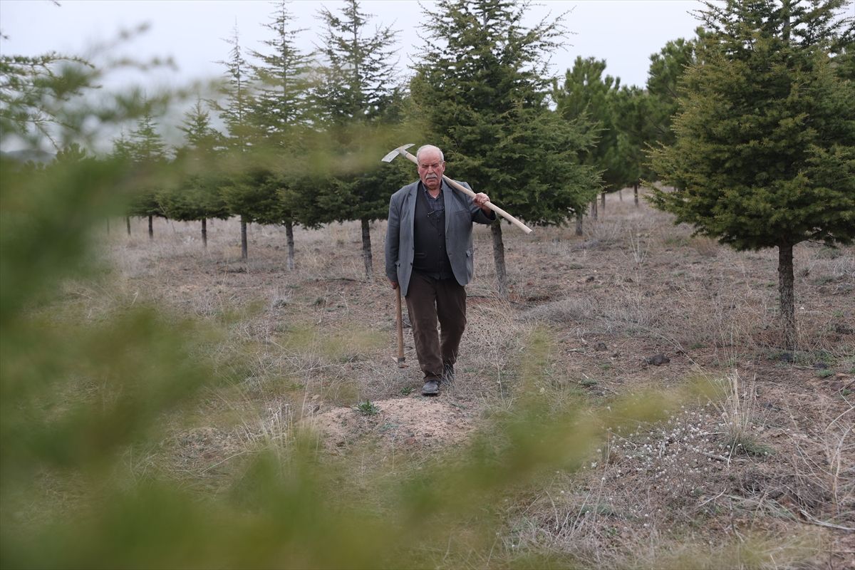 Erdoğan amca diktiği 12 bin fidanla bozkırı yeşille buluşturdu