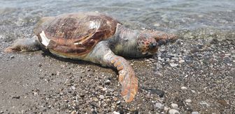 Fethiye'de ölü caretta caretta sahile vurdu