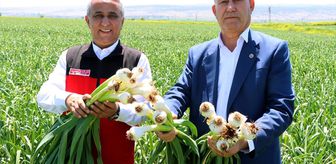 Gaziantep İl Tarım ve Orman Müdürü Sağlam, Araban Ovası'nda incelemede bulundu
