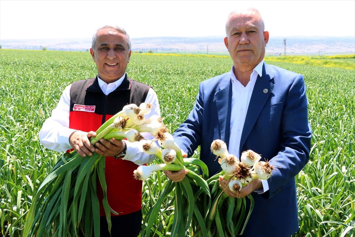 Gaziantep İl Tarım ve Orman Müdürü Sağlam, Araban Ovası'nda incelemede bulundu
