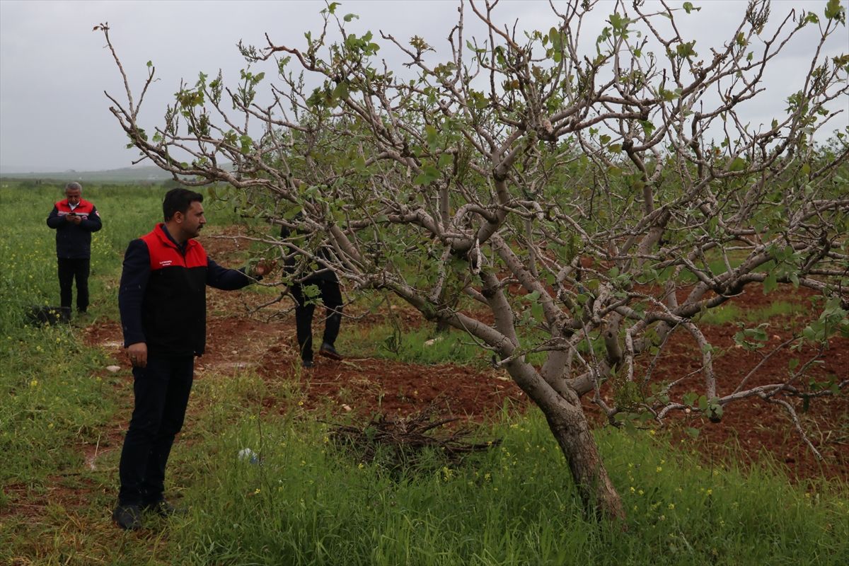 Gaziantep'te etkili olan sağanak ve fırtına sonrası 90 kırsal mahallede tarım arazileri zarar gördü
