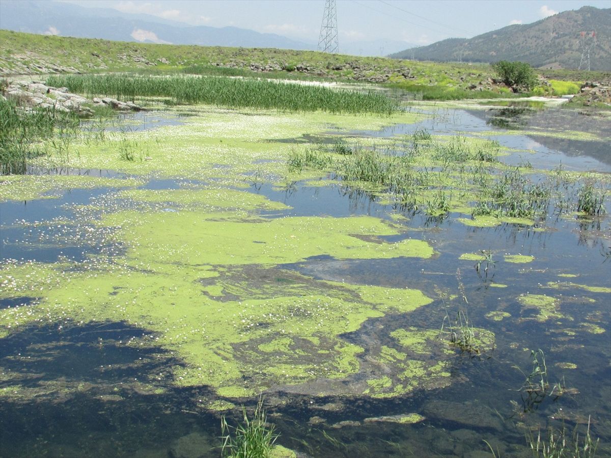 Gaziantep'te papatyalarla kaplanan göletler ilgi odağı oldu