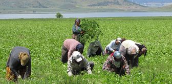 Gaziantep'te tarlada çalışan kadınlara Anneler Günü sürprizi
