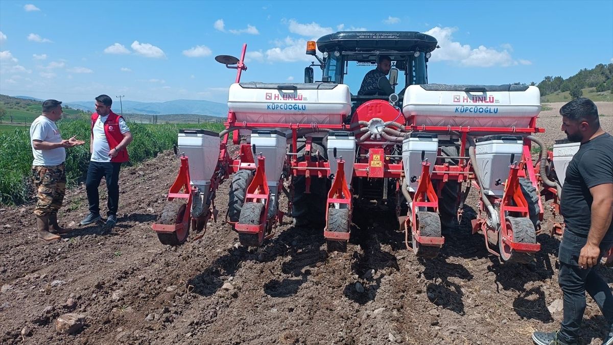 Göynücek'te 50 dekar alanda ayçiçeği ekimi gerçekleştirildi