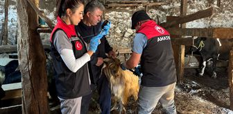 Gümüşhacıköy'de küçükbaş hayvanlara yönelik aşı ve küpeleme çalışmaları sürüyor