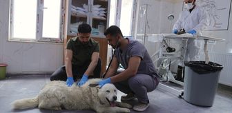 Hakkari'de sahipsiz köpekler belediyenin yaptığı merkezde koruma altında tutuluyor