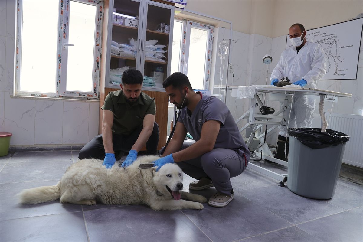 Hakkari'de sahipsiz köpekler belediyenin yaptığı merkezde koruma altında tutuluyor