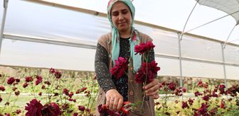 Halfeti'nin endemik bitkisi 'karagül'de hasat zamanı
