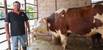 Hatay'da 1 ton 130 kilogramlık 'Emir' adlı dana alıcısını bekliyor