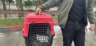 Hatay'da bitkin halde bulunan ak balıkçıl tedaviye alındı