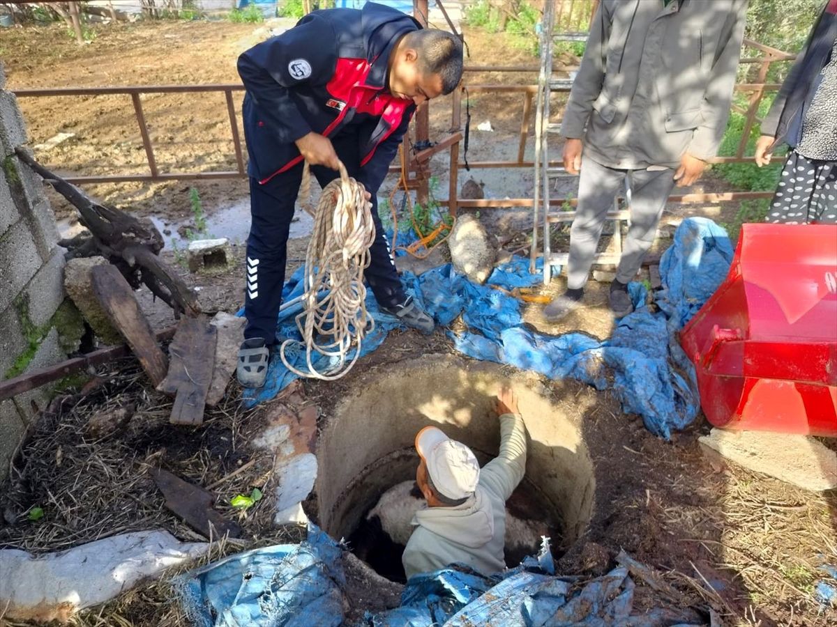 Hatay'da çukura düşen buzağıyı itfaiye kurtardı