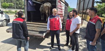 Hatay'da kurbanlık hayvan taşıyan araçlar denetlendi