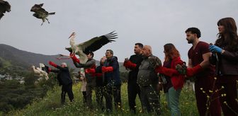 Hatay'da tedavileri tamamlanan kuşlar doğaya salındı
