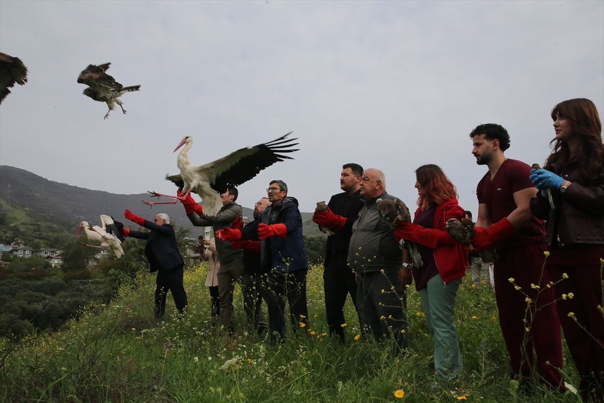 Hatay'da tedavileri tamamlanan kuşlar doğaya salındı
