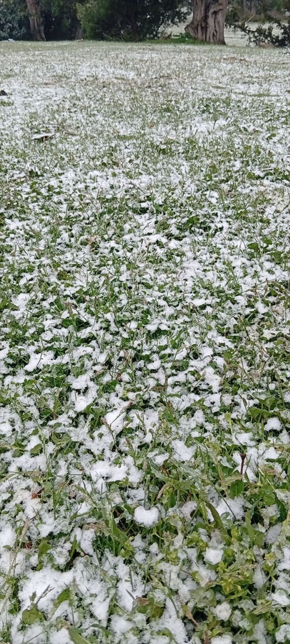 Hocalar Bulkaz Dağı Yaylasına kar yağdı