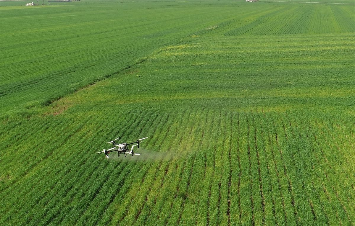 Hububat üreticisi nem artışıyla oluşabilecek hastalıklara karşı dronla ilaçlama yapıyor