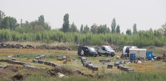 Iğdır'da arı saldırısında birbirini ezerek telef olan koyunlar için inceleme başlatıldı