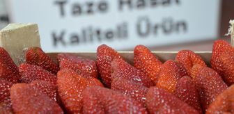 İnegöl'de çilek hasadı başladı