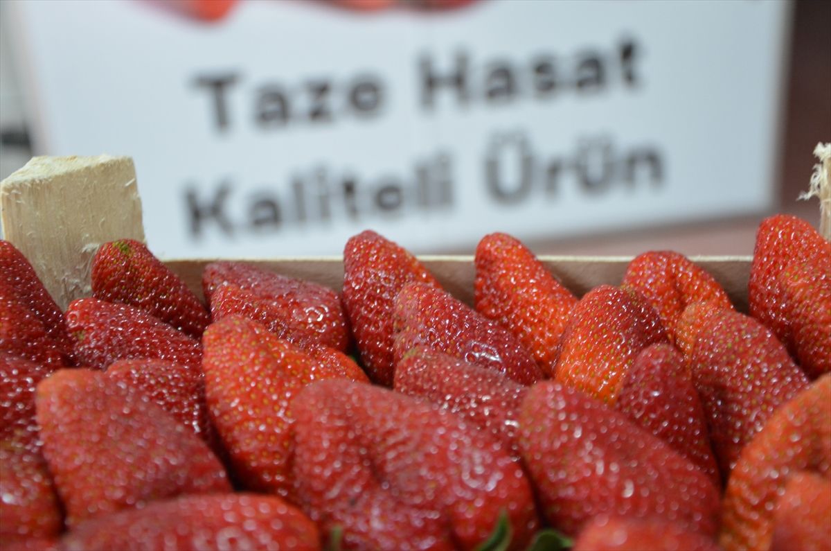 İnegöl'de çilek hasadı başladı