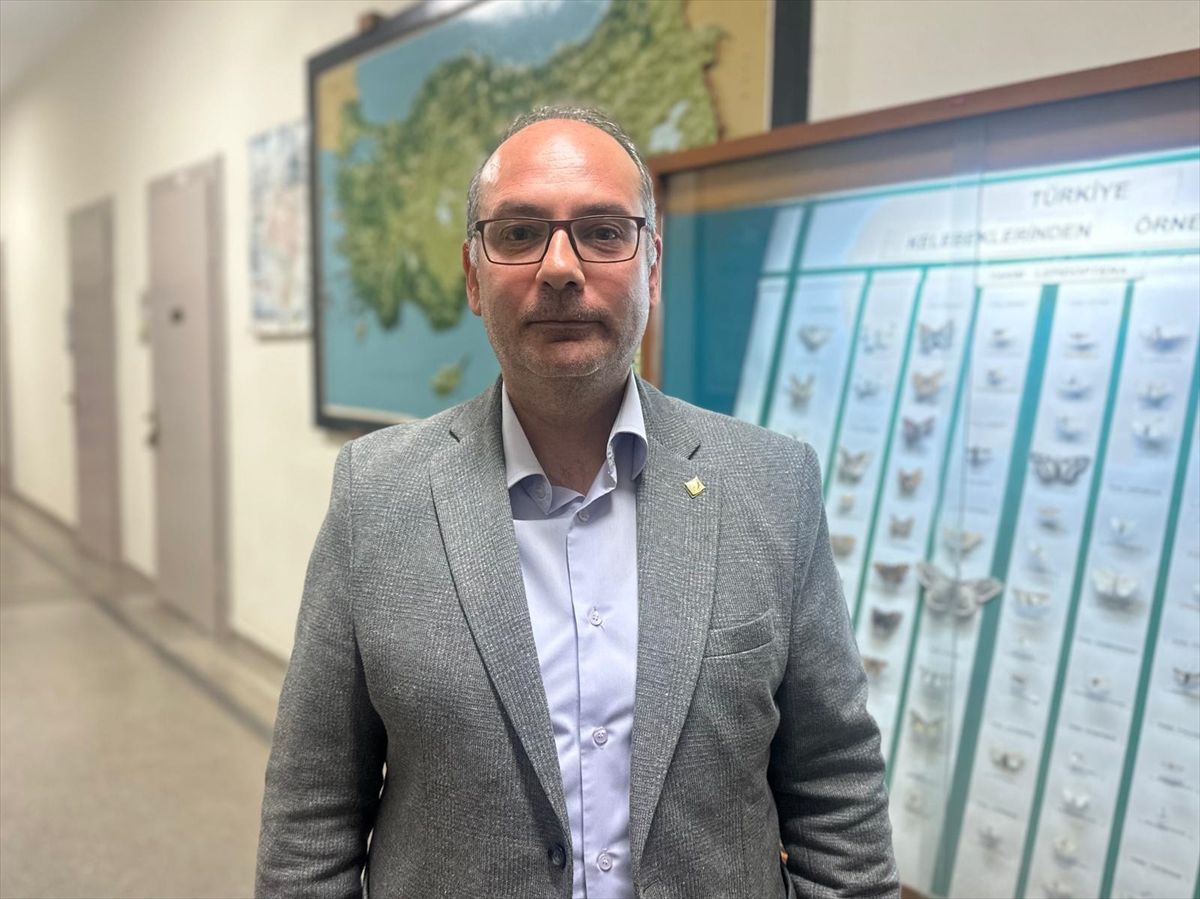 İstanbul'daki çam kese tırtılları için uzmanından "alerjen" uyarısı