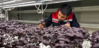 İstanbul Kapalı Dikey Tarım Uygulama Merkezi, megakentliler için çilek üretimine hazırlanıyor