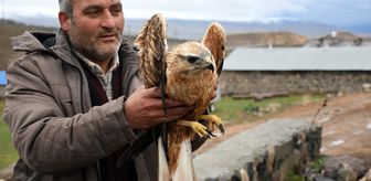 Kars'ta yaralı bulunan kızıl şahin, tedavi altına alındı