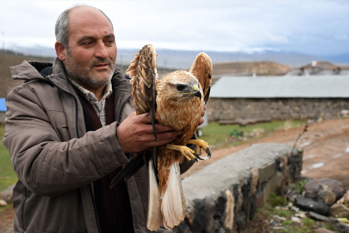 Kars'ta yaralı bulunan kızıl şahin, tedavi altına alındı