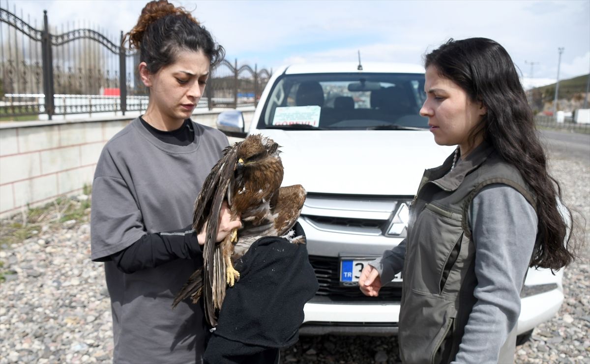 Kars'ta yaralı bulunan kızıl şahin tedavi altına alındı