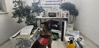 Kayseri'de yasa dışı kenevir eken şüpheli yakalandı