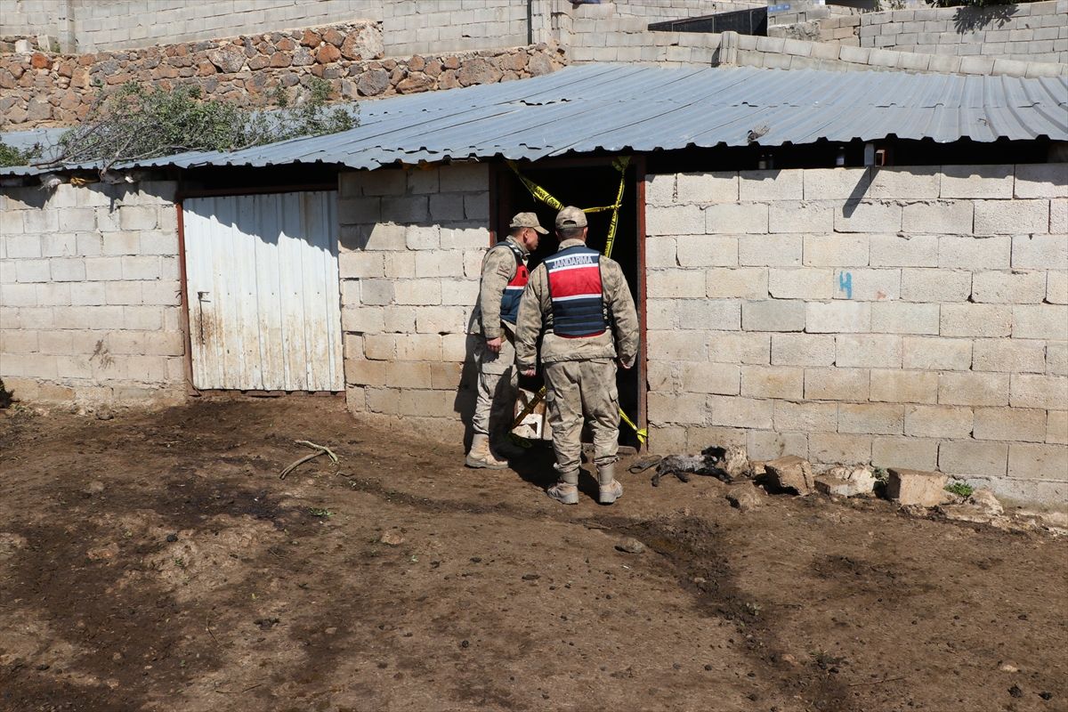 Kilis'te ağılın çökmesi sonucu 40 küçükbaş telef oldu
