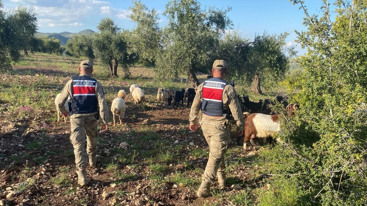 Kilis'te kaybolan 90 küçükbaş hayvan jandarma tarafından bulundu