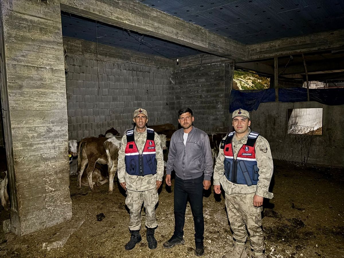 Kilis'te kaybolan büyükbaş hayvanlar jandarma tarafından bulundu