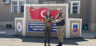 Kilis'te yaralı bulunan kızıl şahin koruma altına alındı