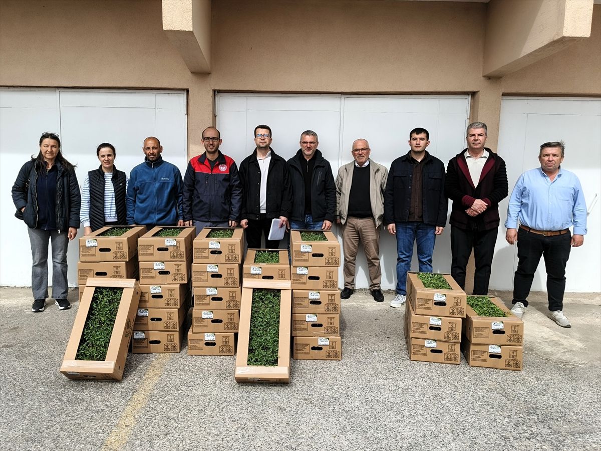 Kırklareli'nde üreticilere domates fidesi dağıtıldı