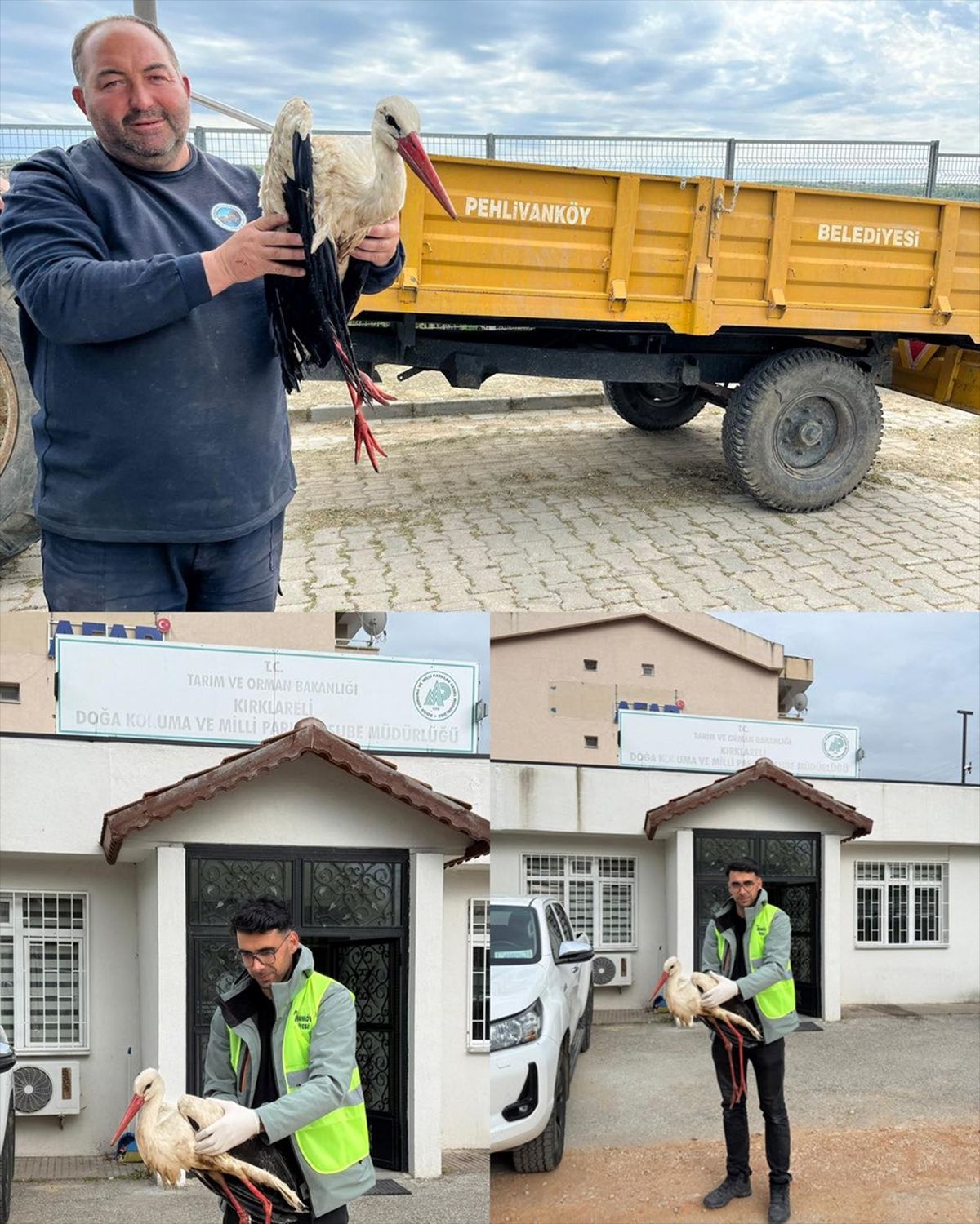 Kırklareli'nde yaralı halde bulunan leylek tedavi altına alındı
