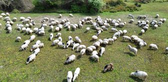 Kızılırmak Deltası yayla göçündeki sürülere ev sahipliği yapıyor