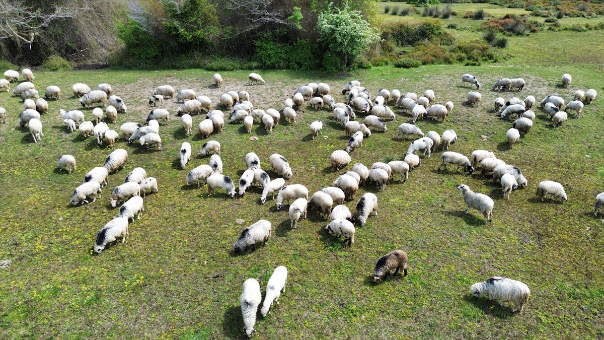 Kızılırmak Deltası yayla göçündeki sürülere ev sahipliği yapıyor