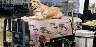 Köpek 'Betty', Abdullah dedenin yoldaşı oldu