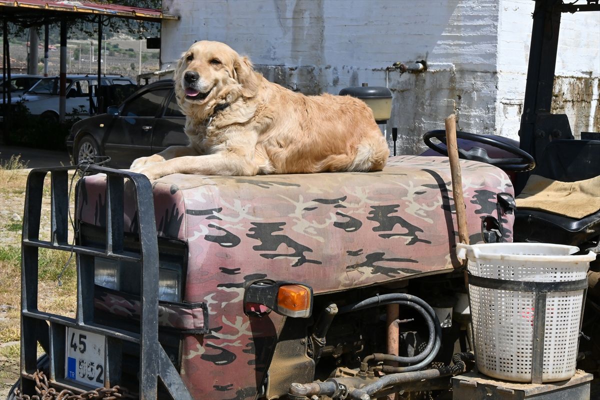 Köpek 'Betty', Abdullah dedenin yoldaşı oldu