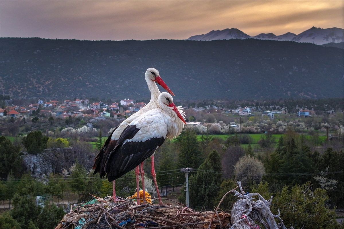 Leylekler Vadisi'nin konukları kuluçka döneminde birbirlerine destek oluyor