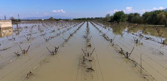 Manisa'da Gediz Nehri'nin taşması sonucu bağlar su altında kaldı