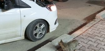 Mardin'de aracın motor bölümünde mahsur kalan 4 yavru kedi kurtarıldı