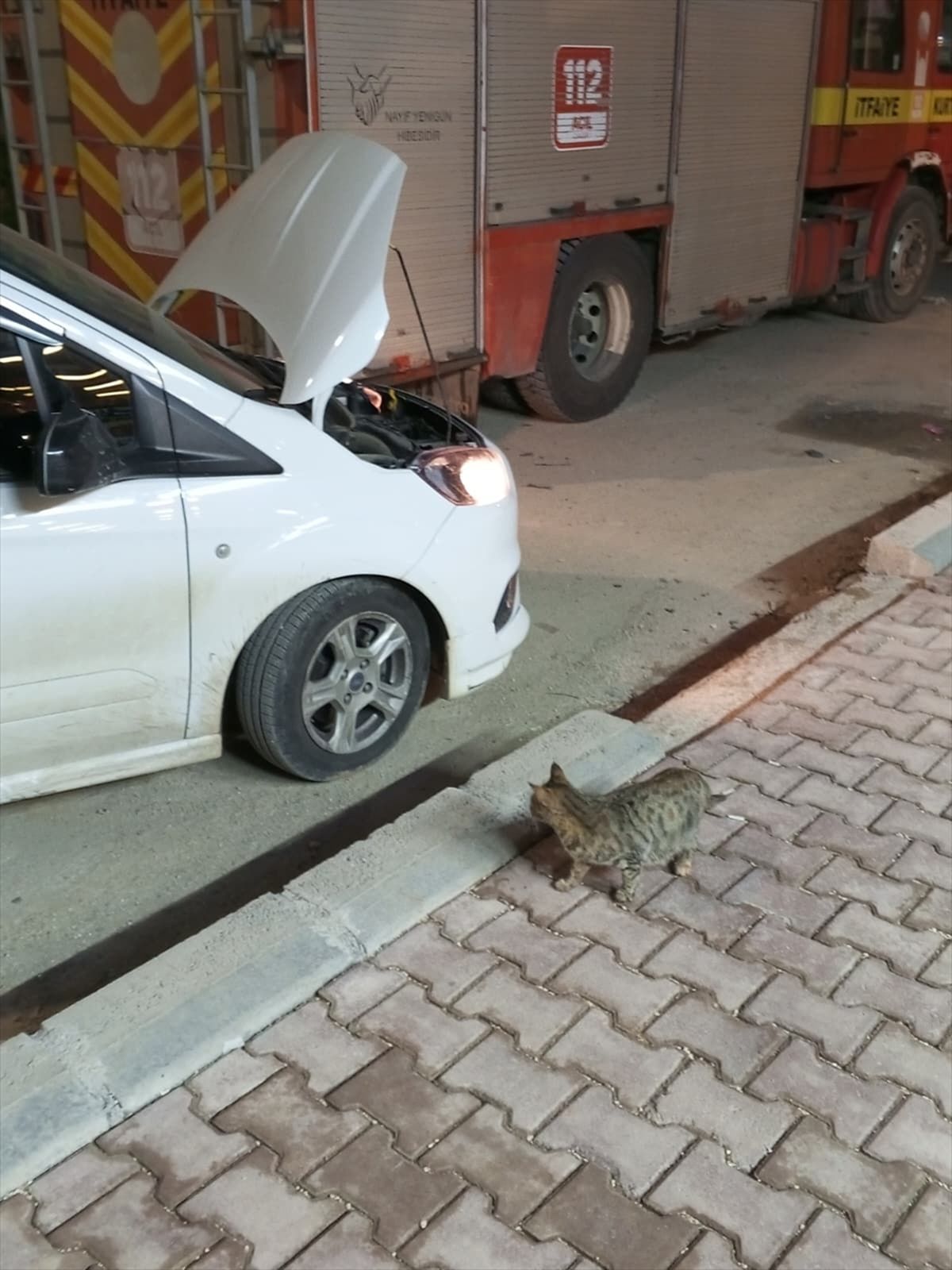 Mardin'de aracın motor bölümünde mahsur kalan 4 yavru kedi kurtarıldı