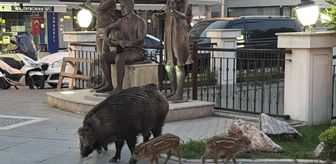 Marmaris'te yaban domuzları yerleşim alanına indi