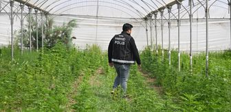 Mersin'de serada uyuşturucu üretimi için kenevir yetiştiren 3 zanlı tutuklandı