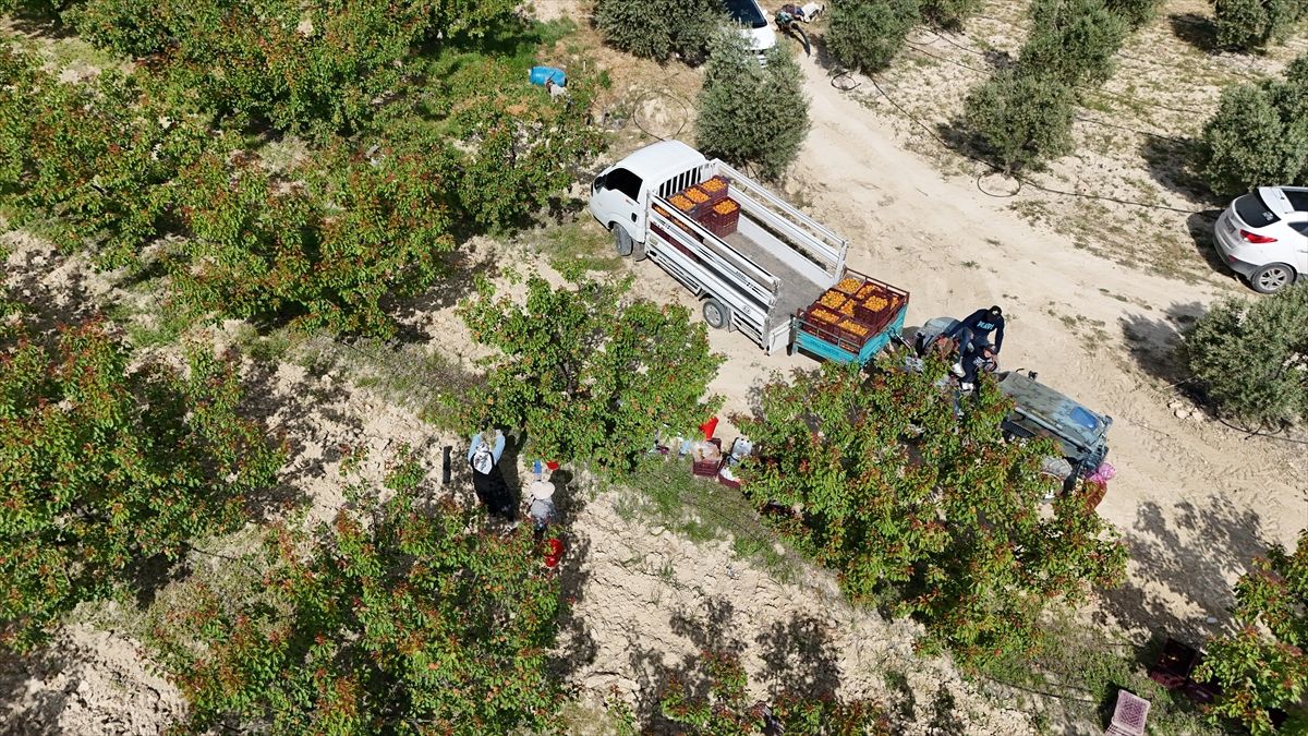 Mersin'de tescilli Mut kayısısında hasat mesaisi başladı