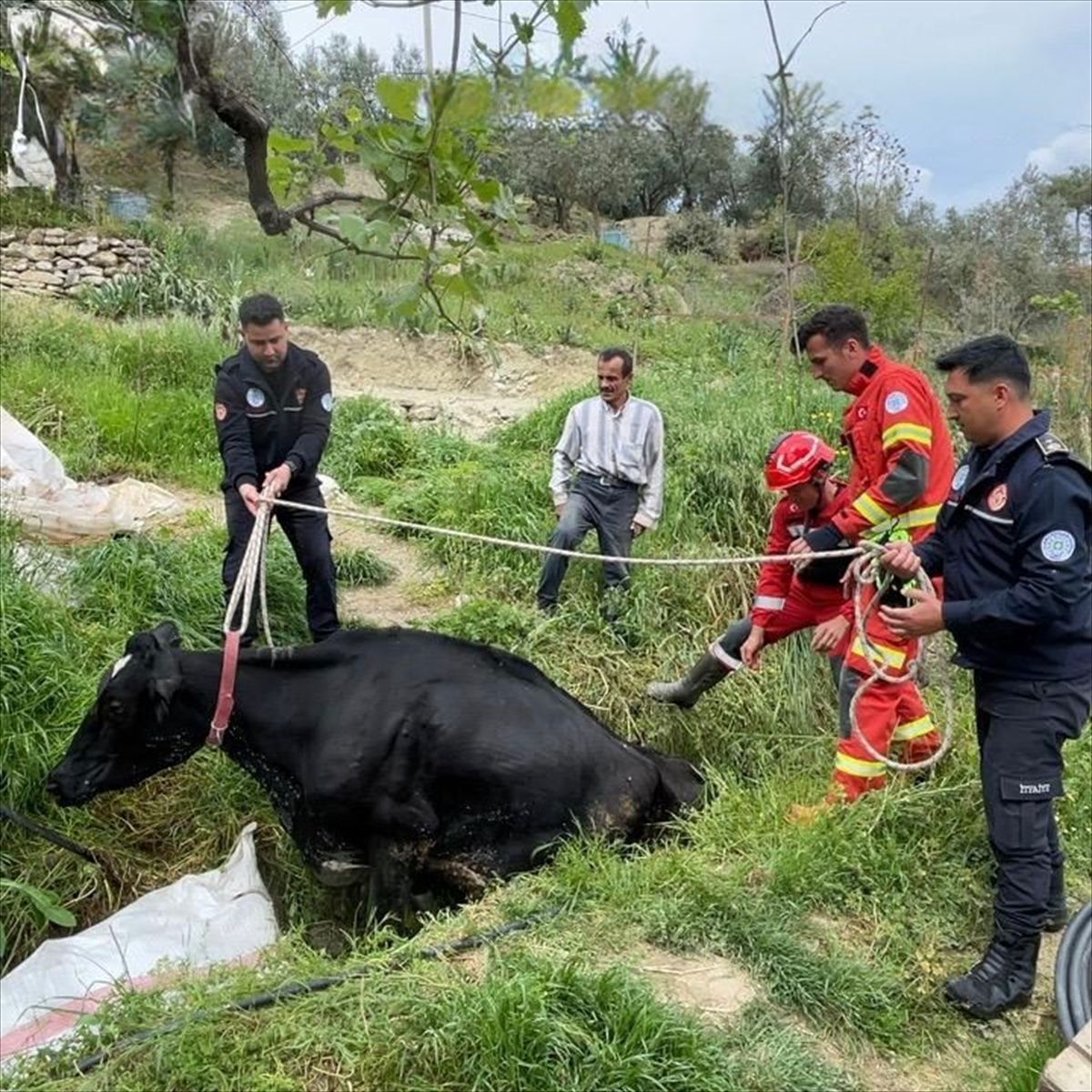 Muğla'da su arkında mahsur kalan inek kurtarıldı